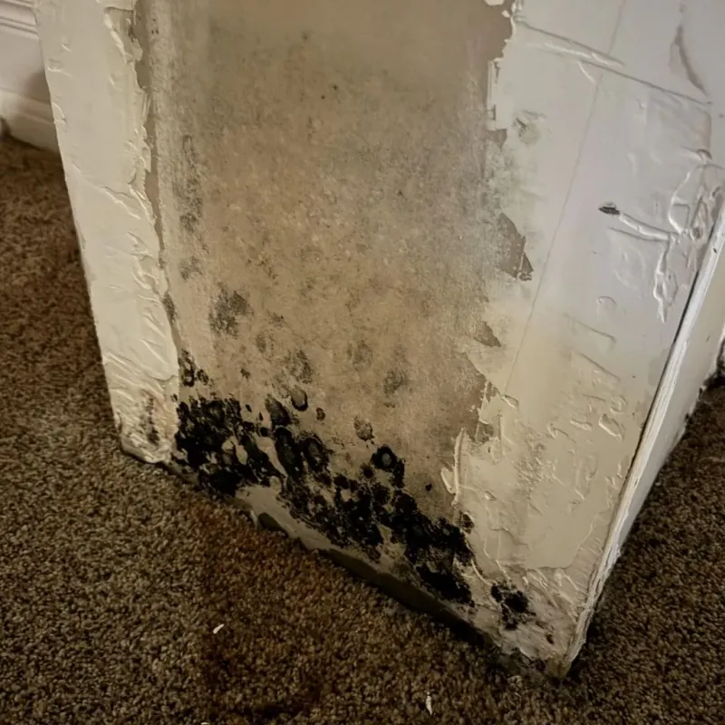Professional Mold Removal in Anaheim, CA